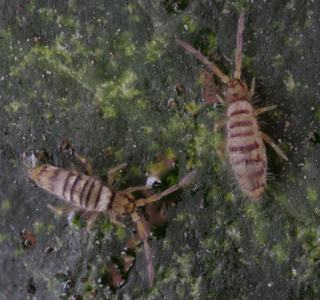 Entomobrya multifasciata?  S !